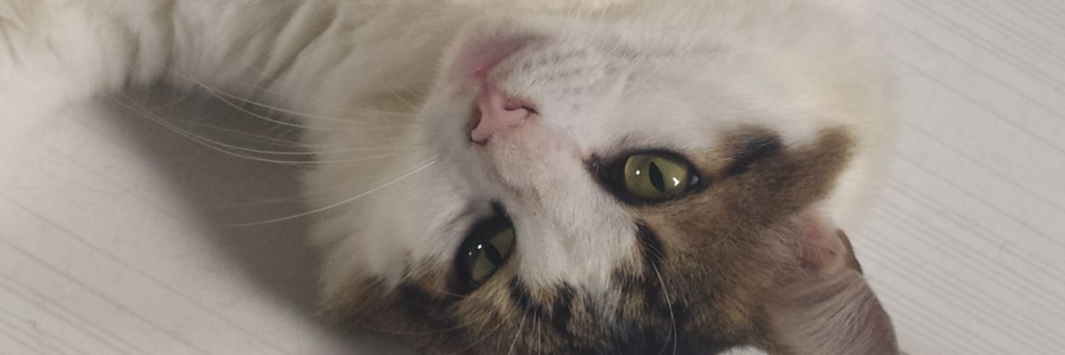 Leonsariaf's profile banner image