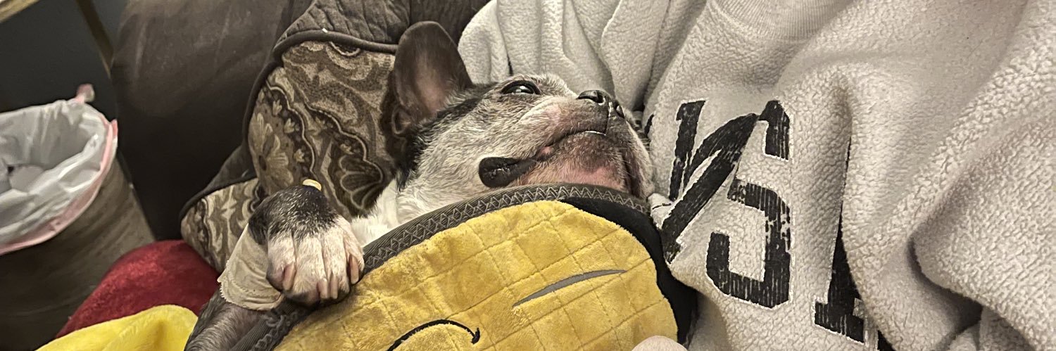 stfu_cat's profile banner image