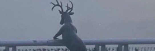 janpandax's profile banner image