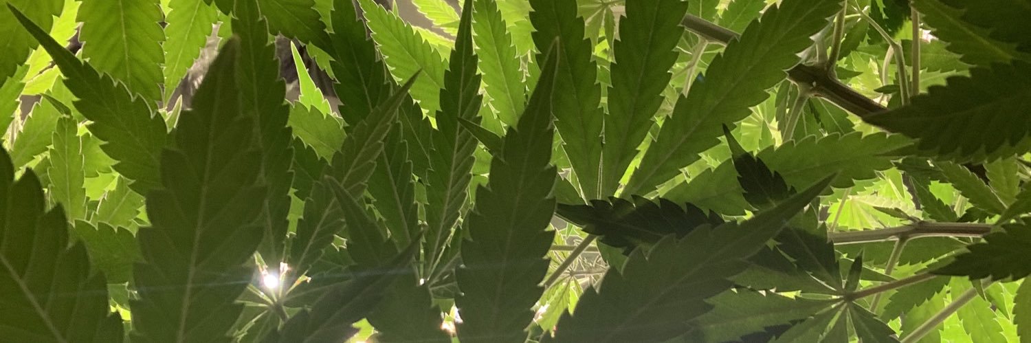 HigherNotion's profile banner image