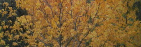 mar_constanza's profile banner image