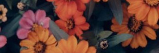 AlexandraNott's profile banner image