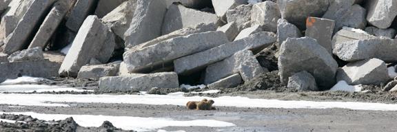 PrairieDogLiberation banner