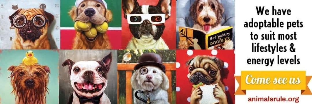animalsruleorg's profile banner image