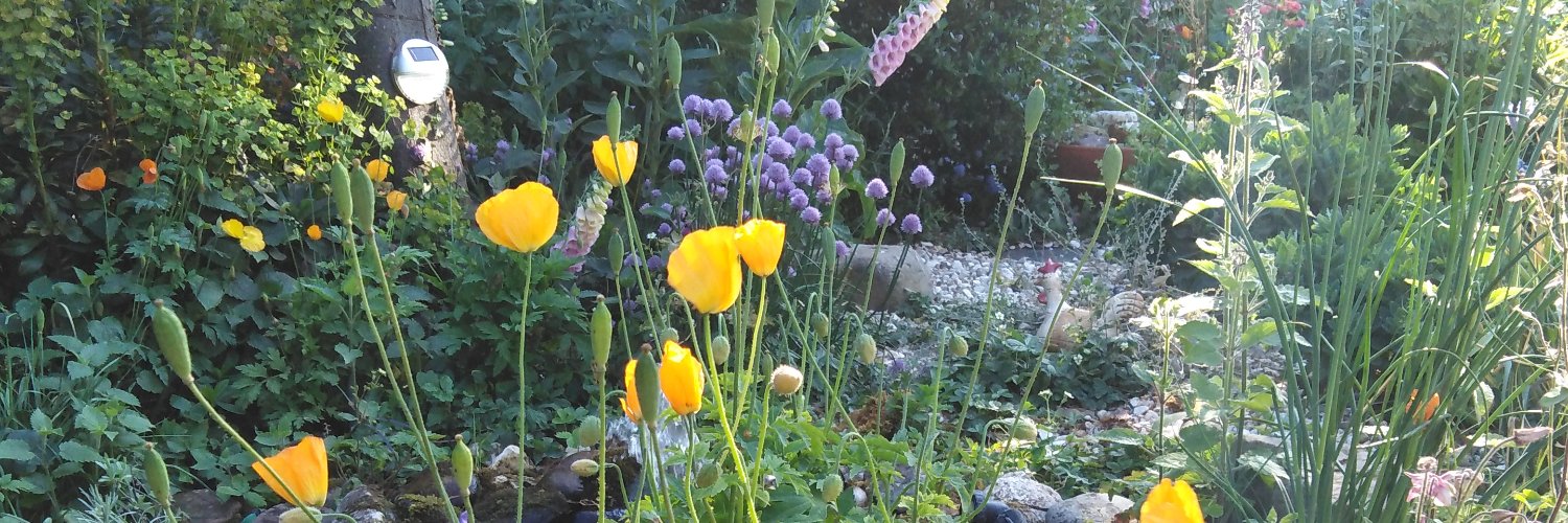 Liz Battye 💙 banner