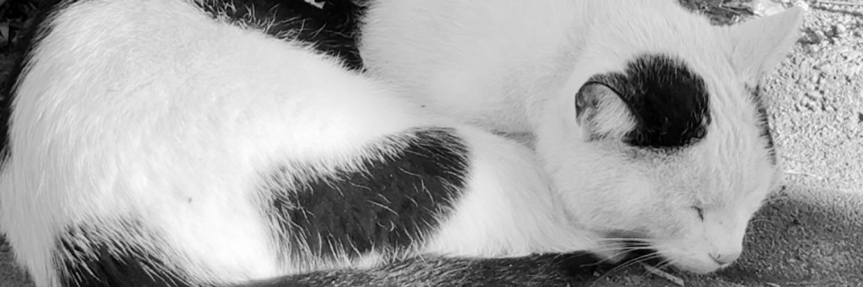 evolauu's profile banner image
