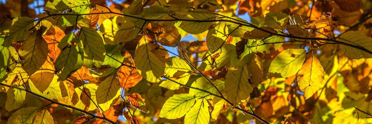 Chrissy Heath banner