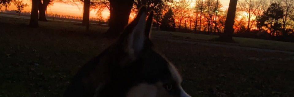 dannahlynn1's profile banner image