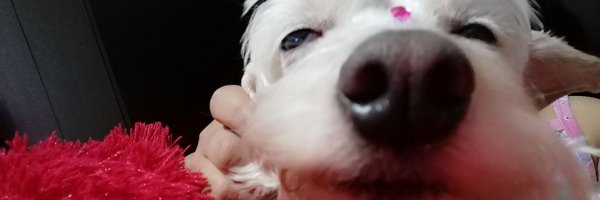 Camilamonroy04 Profile Banner