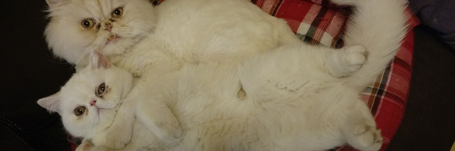 Oscar Thumpingx banner