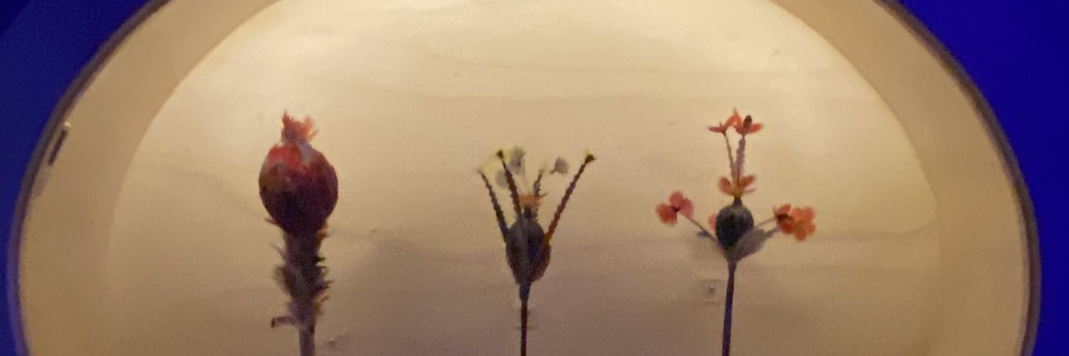 BHOMPP's profile banner image