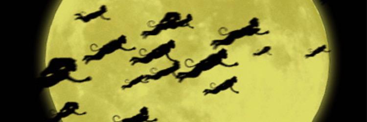 FlyingMnkey15's profile banner image