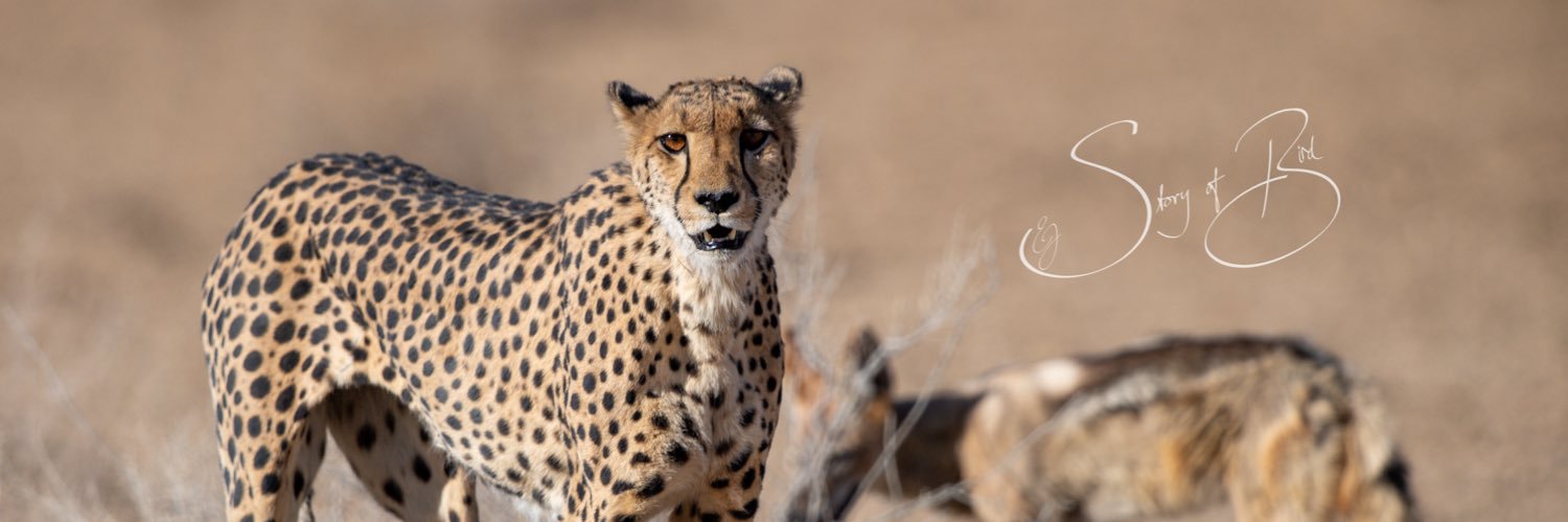 Ell1eCat's profile banner image
