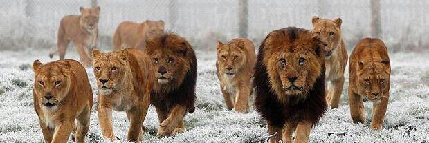 Red Bank Baseball banner