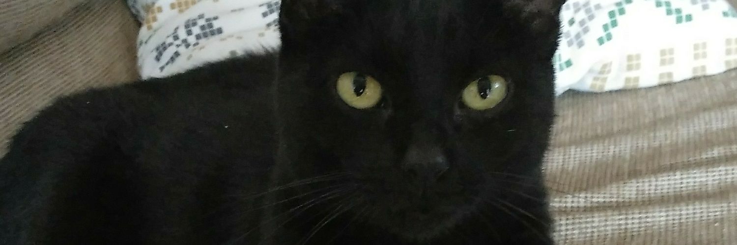 peteapie's profile banner image