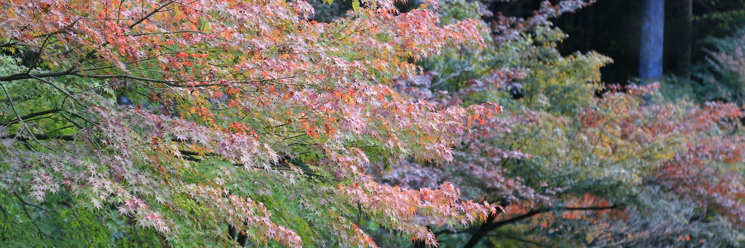 きつねฅ^◝ﻌ◜^ฅ banner