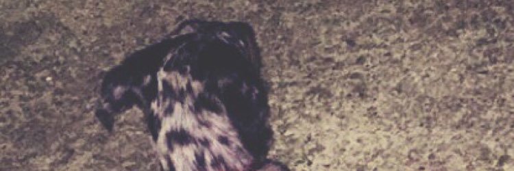 taylor_powers8's profile banner image