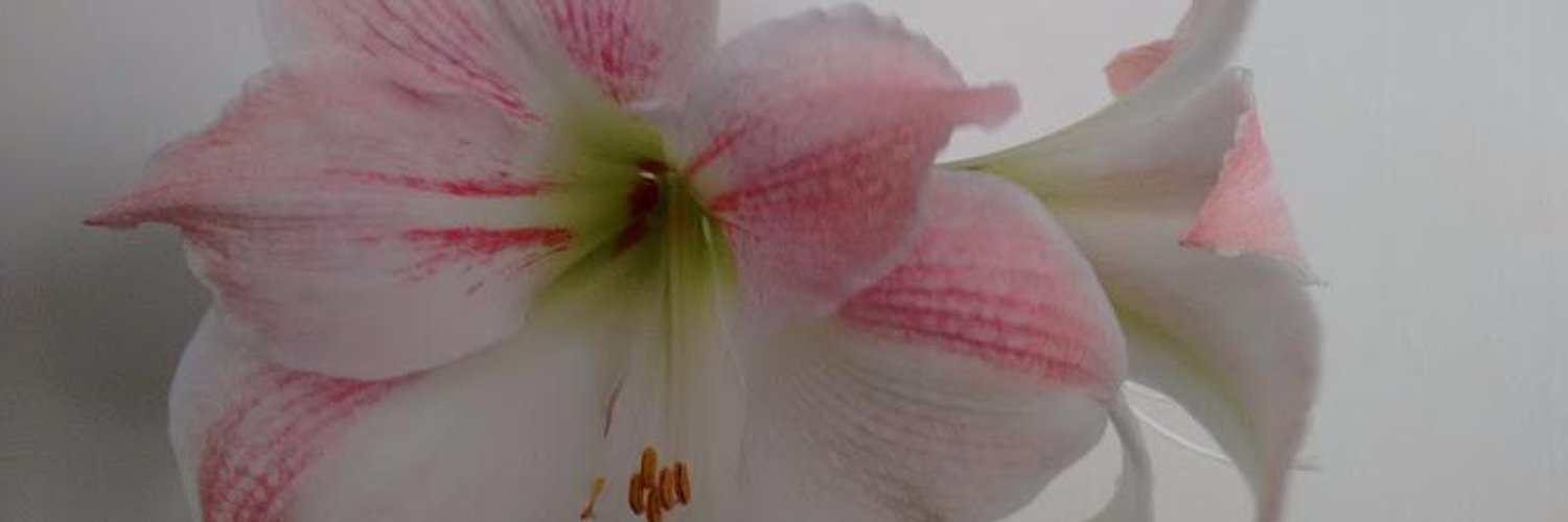 Olufemi Okeniyi banner