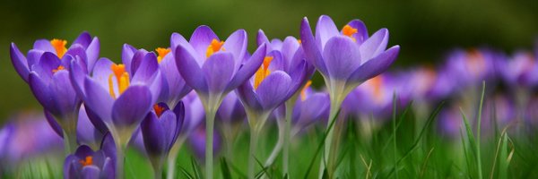 bulbinteriors Profile Banner