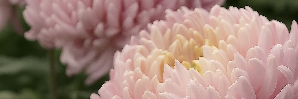 aboutflowerskyn's profile banner image
