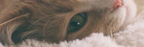 drhalilkalkan's profile banner image