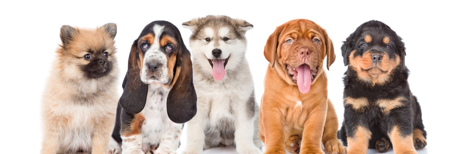 SniffandBarkens's profile banner image