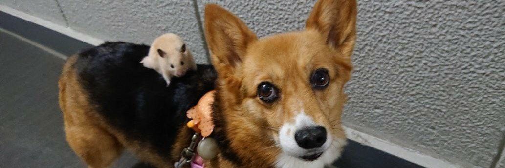 チロルチョコっくまころも(´・∀・`) banner