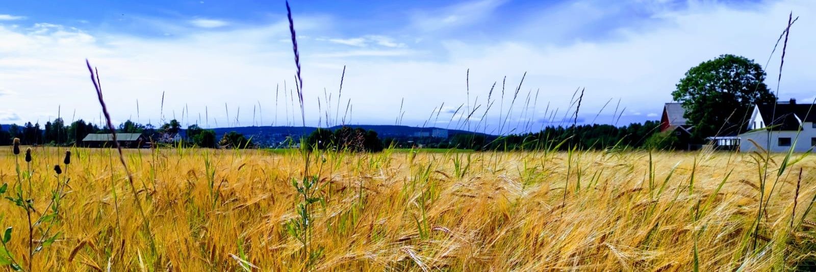 perage's profile banner image