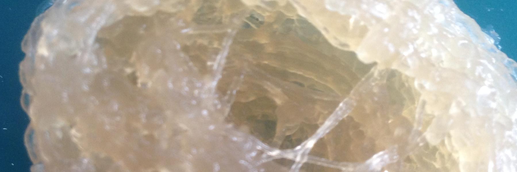 bioprinting banner
