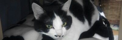 catsfather1's profile banner image