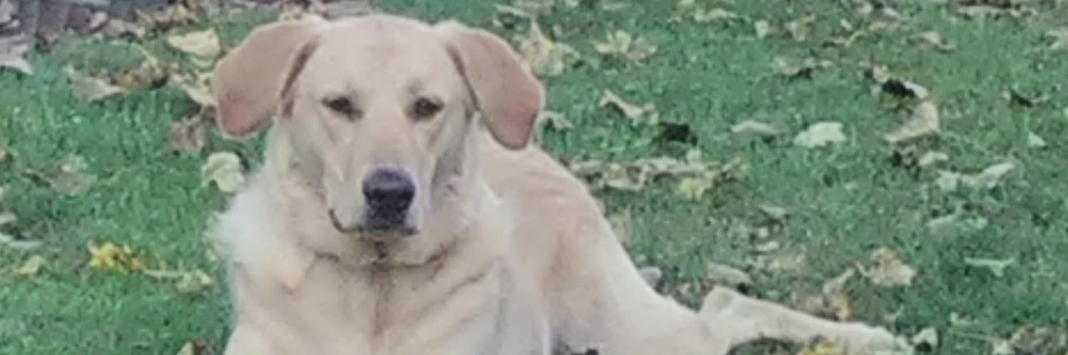 TheRealCwil's profile banner image