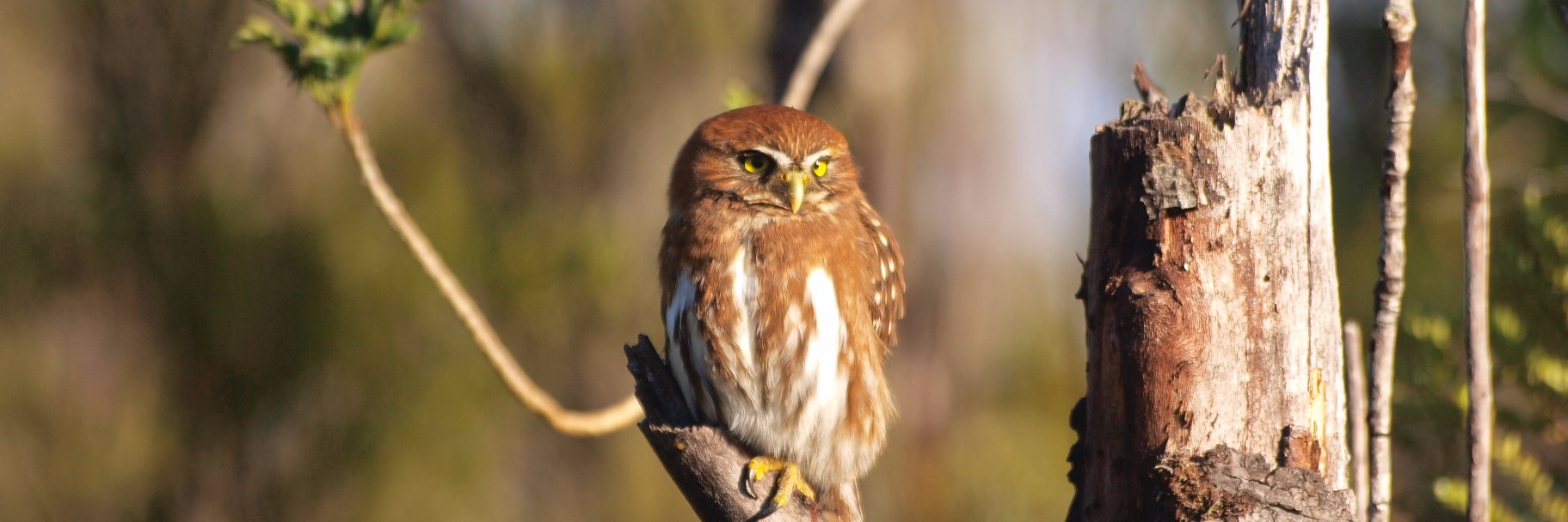 Doctorado Medicina de la Conservación banner