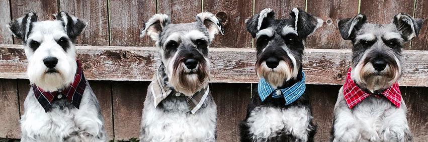 HelloSchnauzer's profile banner image