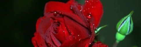 Shahrukhgori08's profile banner image