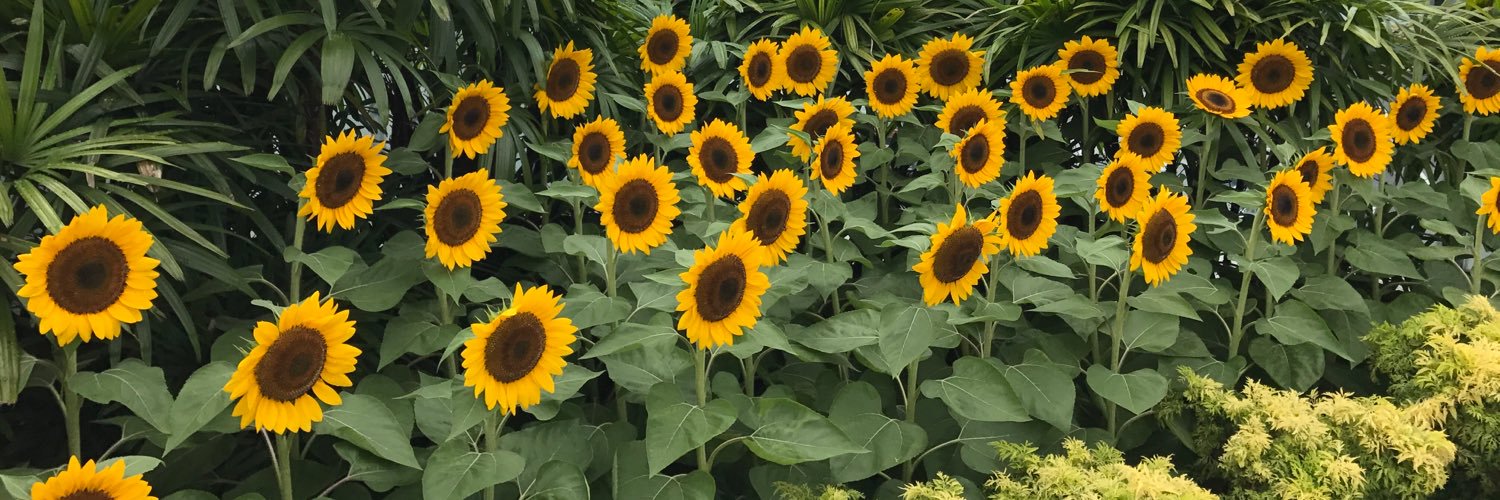 bibimbul's profile banner image