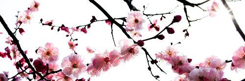 Edwige Cazals banner