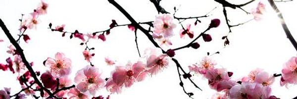 edwigecazals Profile Banner