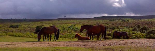 Forest_Commoner Profile Banner