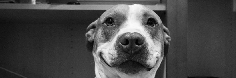 GabrielleSeghi's profile banner image