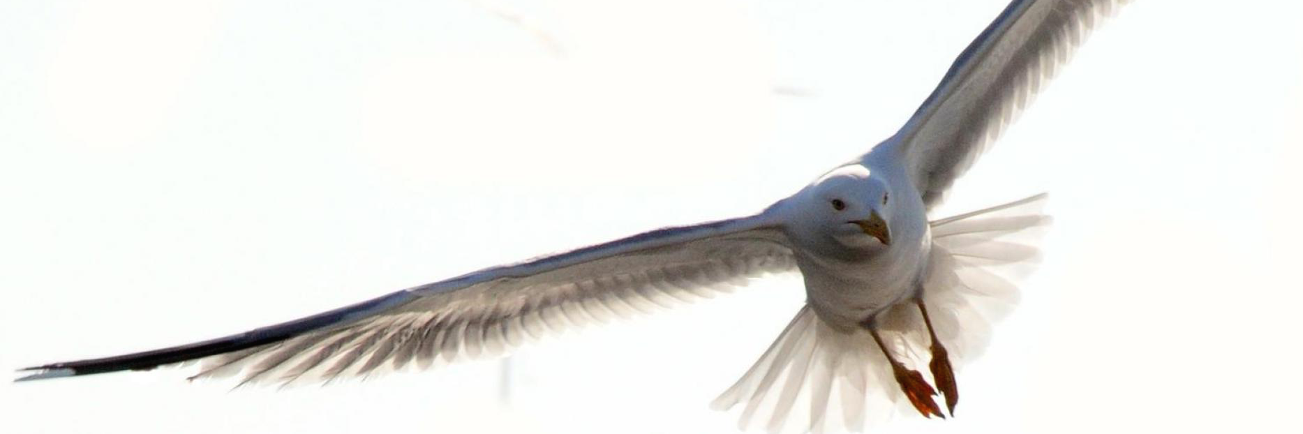 SergeRidereau's profile banner image