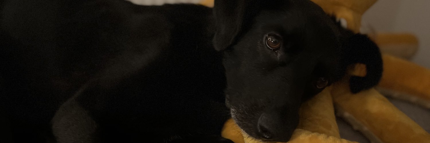 Yokkoli's profile banner image