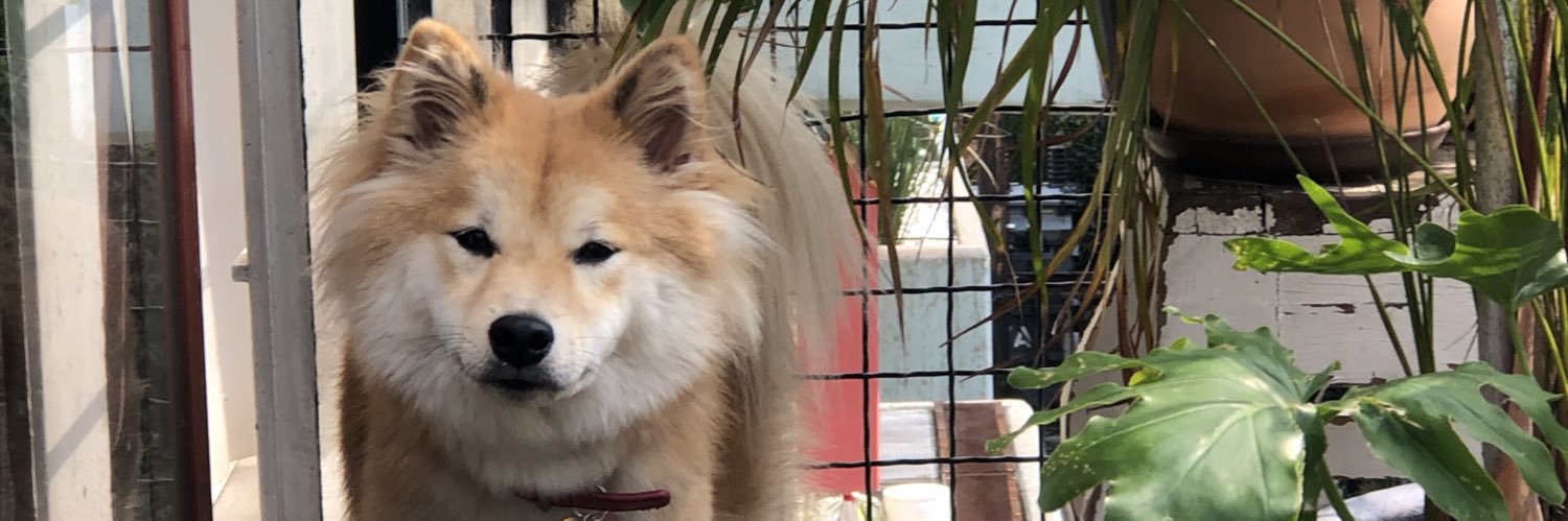 lieeesel's profile banner image