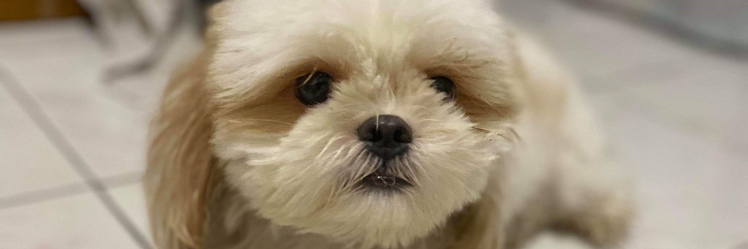 Arvin de Guzman banner