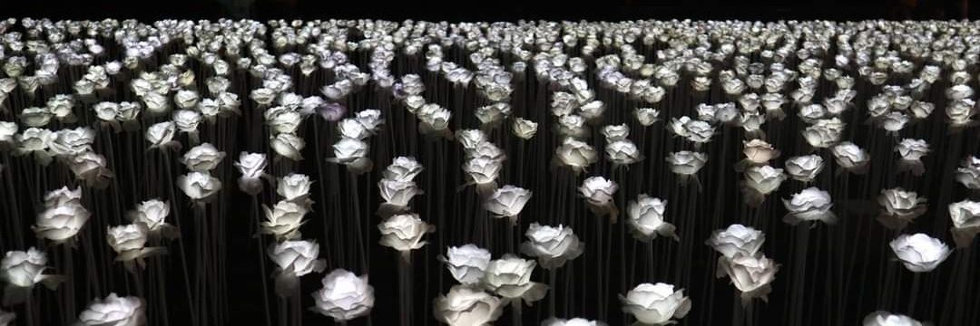 𝓑𝓮𝓪 🩷🥀 banner