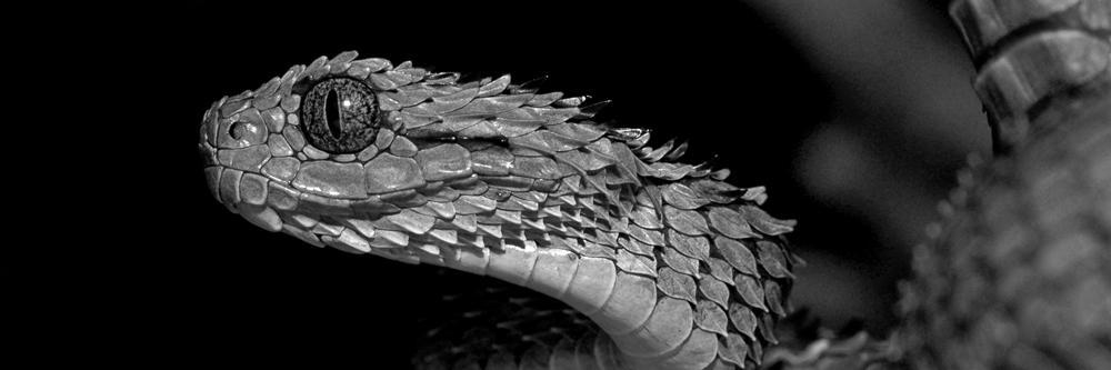 WikiSnakes's profile banner image