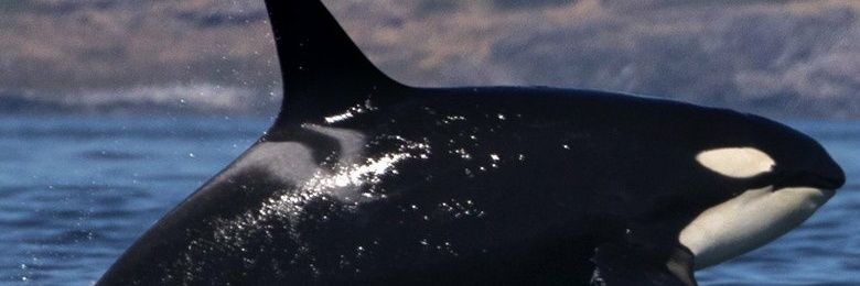 lmcmahon99's profile banner image