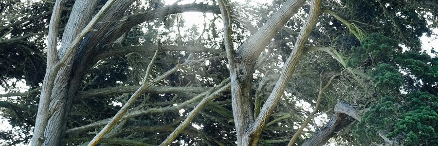 Simon Clavier banner