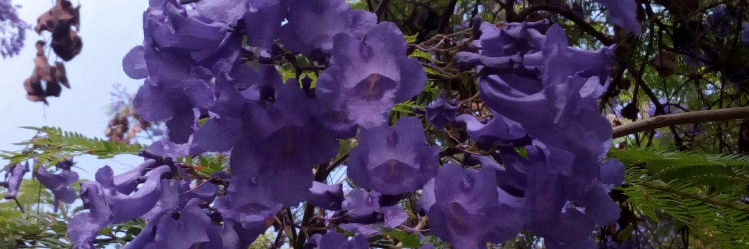 barbaraswears's profile banner image