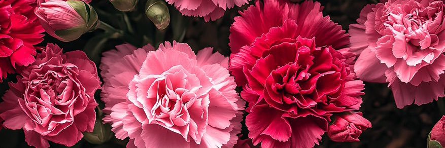 beatrizabdoral's profile banner image
