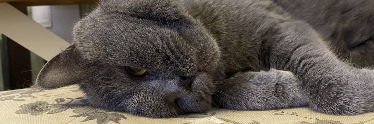 Daily cats banner